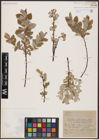 Foto von Salix aurita L. x Salix lapponum L.
